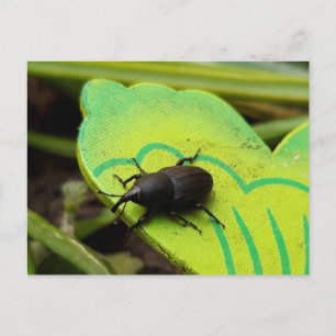 Weken, Beetles, Curculionoidea, Bug Briefkaart