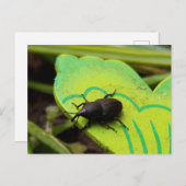 Weken, Beetles, Curculionoidea, Bug Briefkaart (Voorkant / Achterkant)