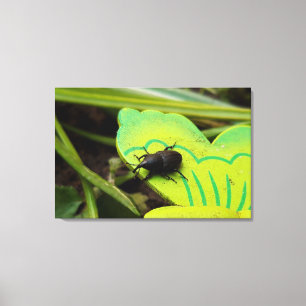 Weken, Beetles, Curculionoidea, Bug Canvas Afdruk