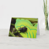 Weken, Beetles, Curculionoidea, Bug Kaart (Voorkant)