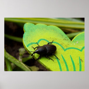 Weken, Beetles, Curculionoidea, Bug Poster