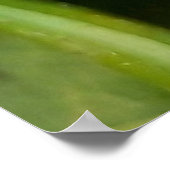 Weken, Beetles, Curculionoidea, Bug Poster (Hoek)