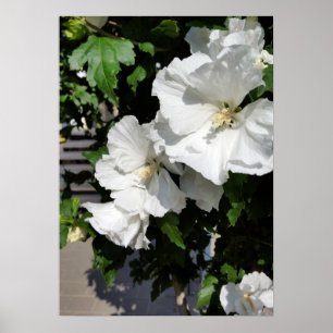 welcoming white flowers poster
