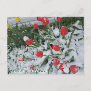 Welkom bij Wisconsin Tulpen in de sneeuw in april Briefkaart