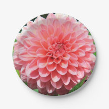 Welkom lente met een Giant Pink Dahlia