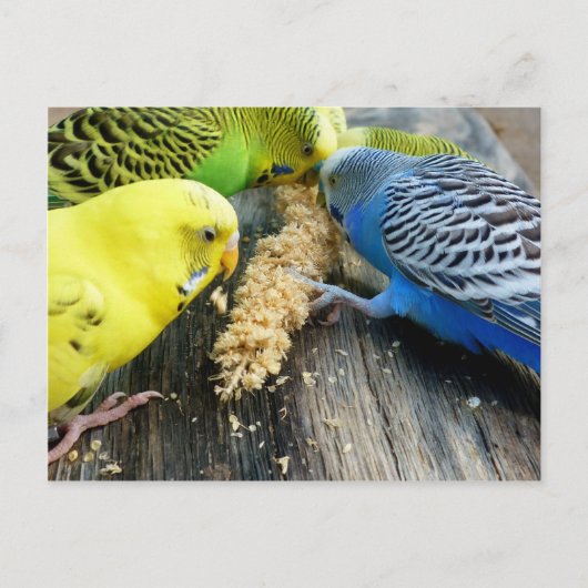 Wellensittiche (Melopsittacus undulatus) Briefkaart (Voorkant)