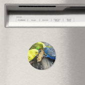 Wellensittiche (Melopsittacus undulatus) Magneet (Insitu (Vaatwasser))