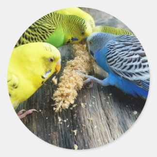 Wellensittiche (Melopsittacus undulatus) Ronde Sticker