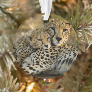 Welp van jachtluipaard knuffelt met zijn moeder ornament