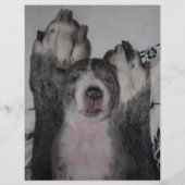 Welpe zum Verkauf Flyer Vorlagen (Achterkant)