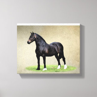 Welsh Cob Canvas Print