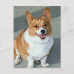 Welsh Corgi Briefkaart