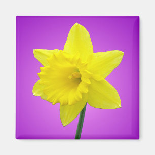 Welsh Daffodil - III Magneet