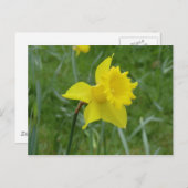 Welsh Daffodil in Bloom Briefkaart (Voorkant / Achterkant)