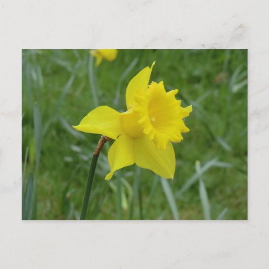 Welsh Daffodil in Bloom Briefkaart (Voorkant)