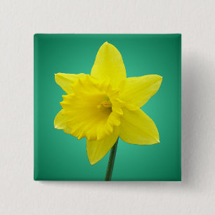 Welsh Daffodil - IV - Square Vierkante Button 5,1 Cm