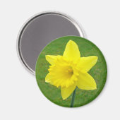 Welsh Daffodil Magneet (Voorkant / Achterkant)