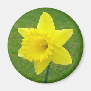 Welsh Daffodil Magneet