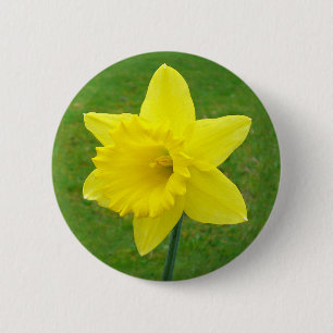 Welsh Daffodil Ronde Button 5,7 Cm