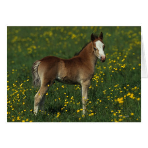 Welsh Foal