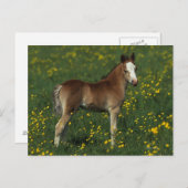 Welsh Foal Briefkaart (Voorkant / Achterkant)