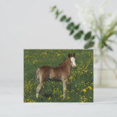 Welsh Foal Briefkaart (Staand voorkant)