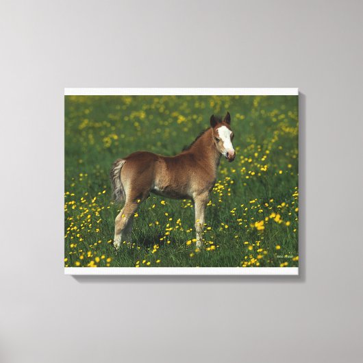 Welsh Foal Canvas Afdruk (Voorkant)