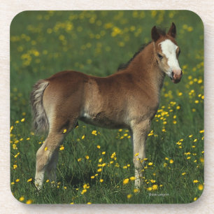 Welsh Foal Drankjes Onderzetter