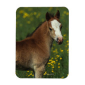 Welsh Foal Magneet (Verticaal)