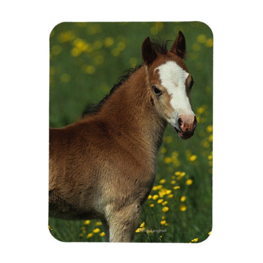 Welsh Foal Magneet (Verticaal)