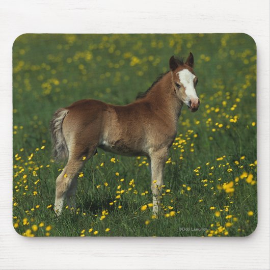 Welsh Foal Muismat (Voorkant)