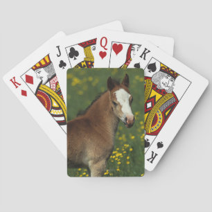 Welsh Foal Pokerkaarten