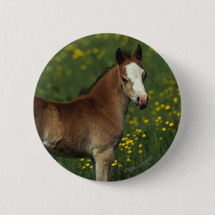 Welsh Foal Ronde Button 5,7 Cm