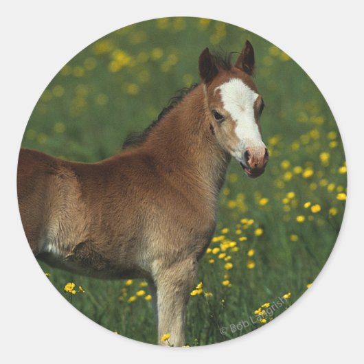 Welsh Foal Ronde Sticker (Voorkant)