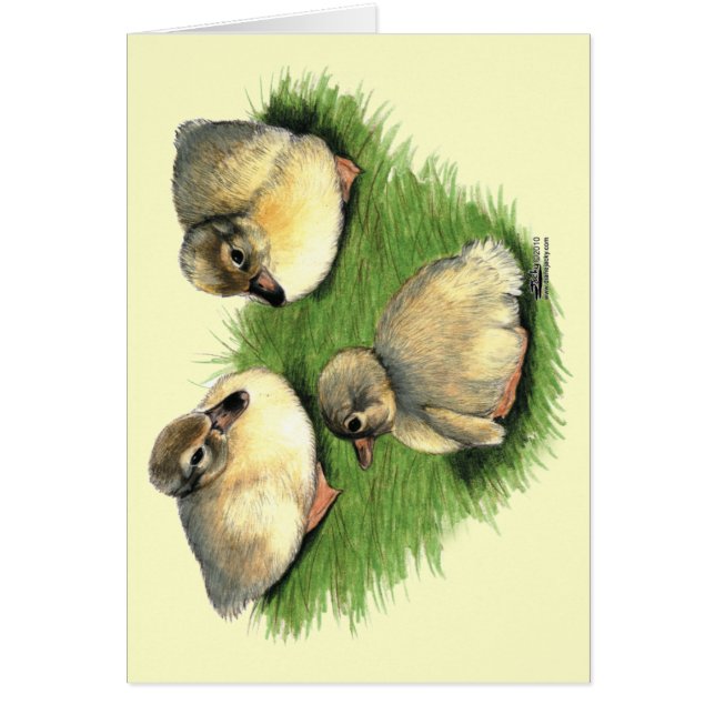 Welsh Harlequin Ducklings (Voorkant)