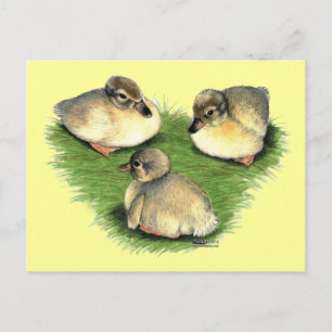 Welsh Harlequin Ducklings Briefkaart