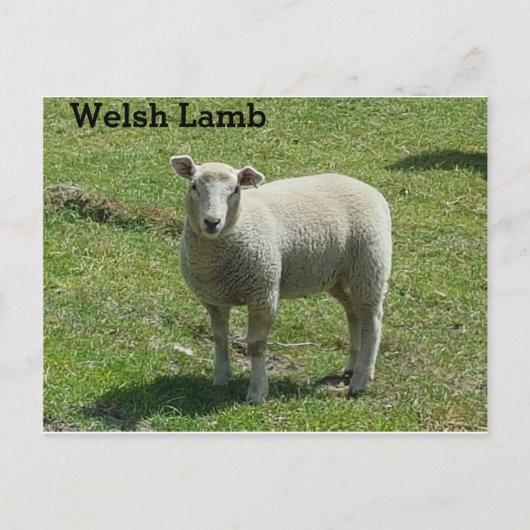 Welsh Lamb Briefkaart (Voorkant)