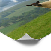 Welsh Lambs Poster (Hoek)