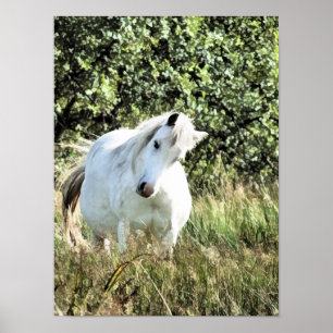 WELSH MOUNTAIN MARE POSTER
