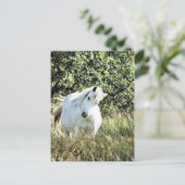 WELSH MOUNTAIN PONY BRIEFKAART (Staand voorkant)