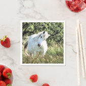 WELSH MOUNTAIN PONY SERVET (Insitu)