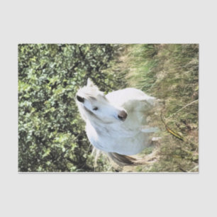 WELSH MOUNTAIN PONY TISSUEPAPIER