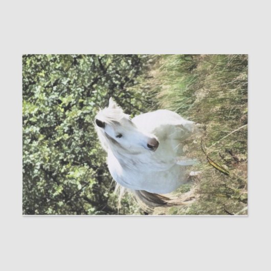 WELSH MOUNTAIN PONY TISSUEPAPIER (Voorkant)