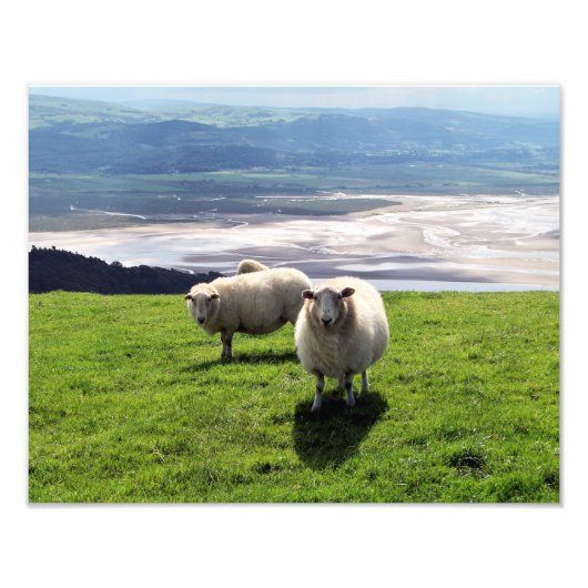 WELSH MOUNTAIN SHEEP FOTO AFDRUK (Voorkant)
