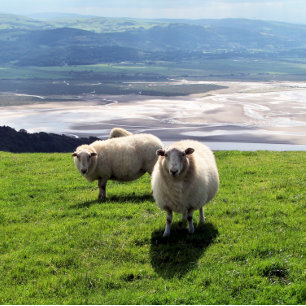 WELSH MOUNTAIN SHEEP KAART