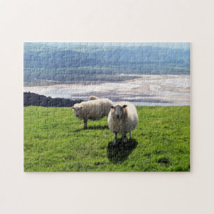 WELSH MOUNTAIN SHEEP LEGPUZZEL