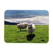 WELSH MOUNTAIN SHEEP MAGNEET (Horizontaal)