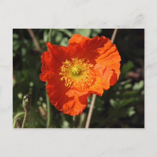 Welsh Poppy (Oranje) Briefkaart