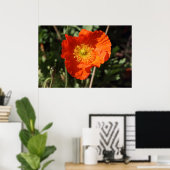Welsh Poppy (Oranje) Poster (Thuiskantoor)