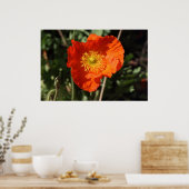 Welsh Poppy (Oranje) Poster (Keuken)